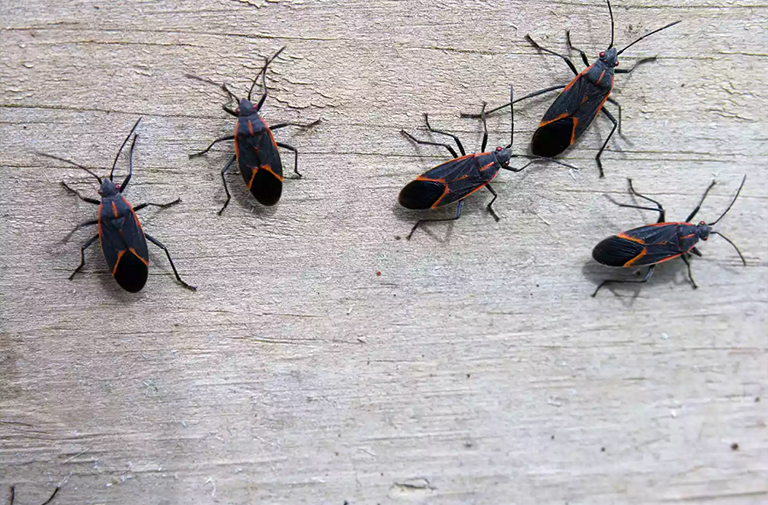 灰燼楓木樹.jpg 灰燼楓木樹