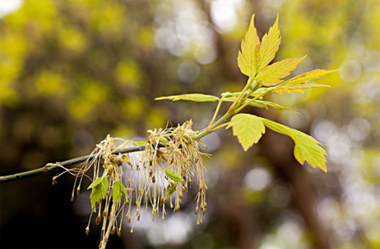 灰燼楓木樹.jpg 灰燼楓木樹