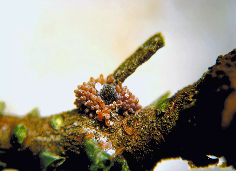 苦瓜羊毛阿德吉德蛋.jpg 苦瓜羊毛阿德吉德蛋