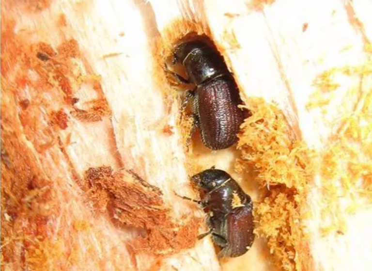 花旗松樹皮甲蟲.jpg 花旗松樹皮甲蟲