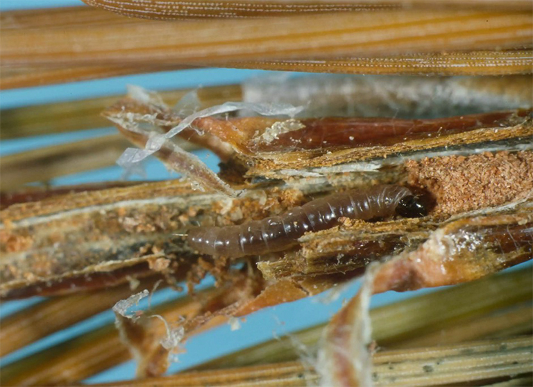 東方松枝Bor.jpg 東方松枝Bor