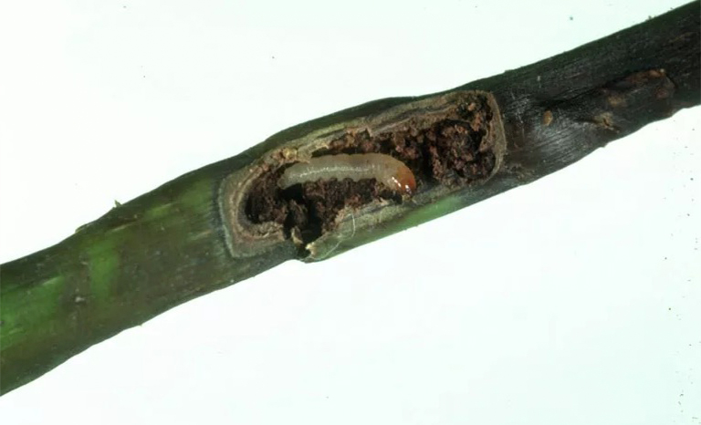 翡翠灰Bor.jpg 翡翠灰Bor