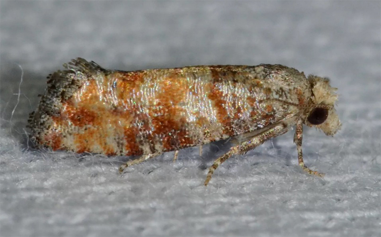 楠塔基特尖飛蛾.jpg 楠塔基特尖飛蛾