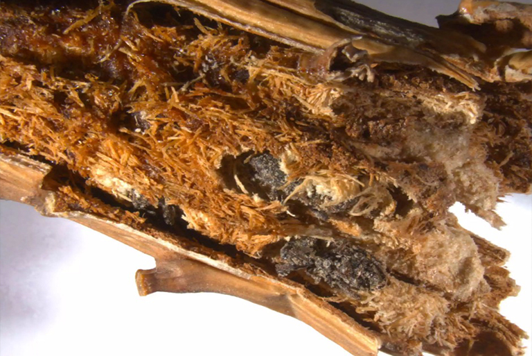 白松象鼻蟲.jpg 白松象鼻蟲