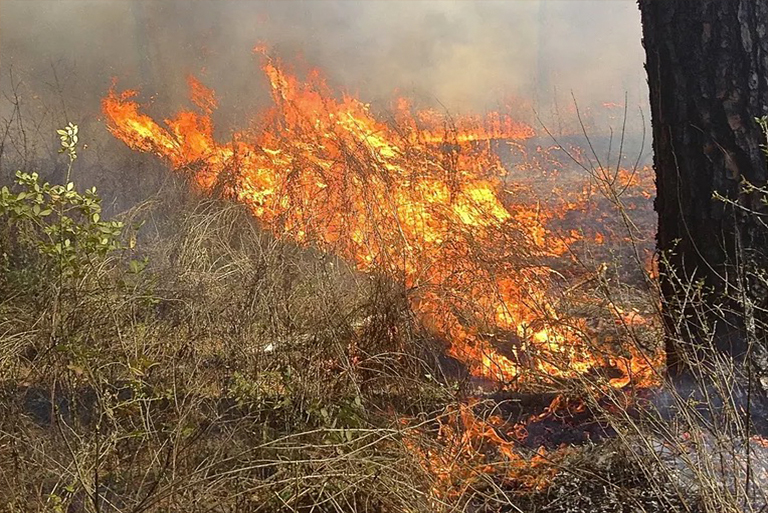 樹木野火.jpg 樹木野火