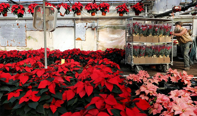 一品紅.jpg 一品紅