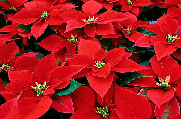 一品紅.jpg 一品紅