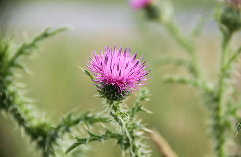薊雜草的特寫.jpg 薊雜草的特寫