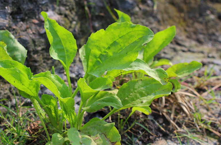 車前草專業在一片草地.jpg 車前草專業在一片草地
