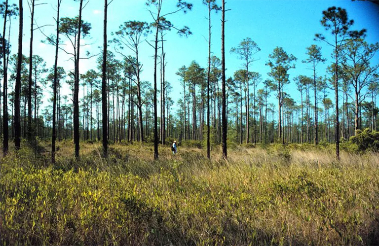 黃松(Elliottii).jpg 黃松(Elliottii)