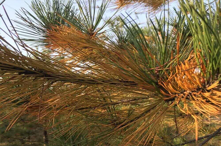 針葉樹病的預防和控制