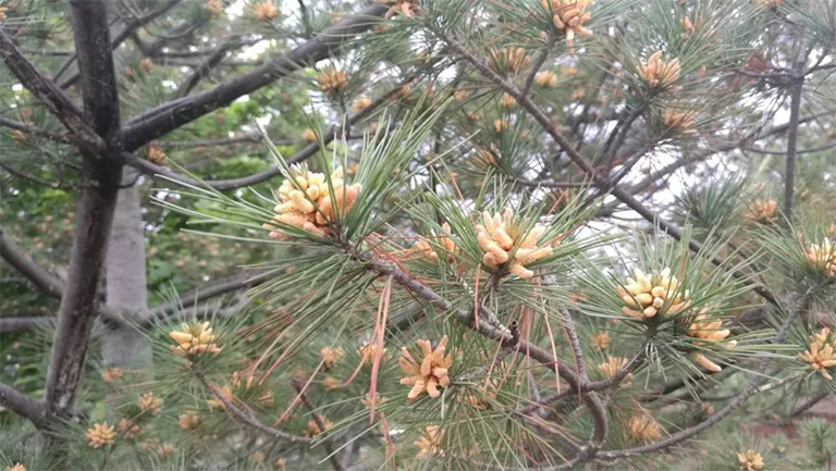 針葉樹病的預防和控制