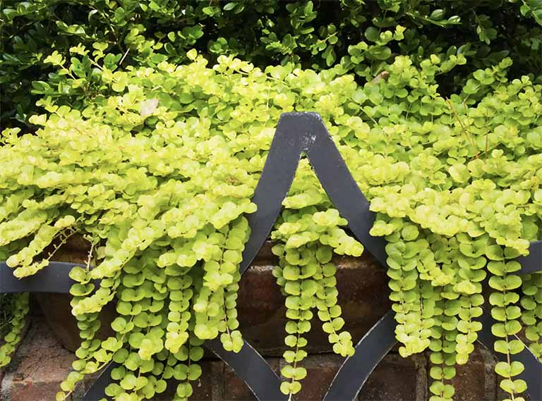 千層石景觀.jpg 千層石景觀