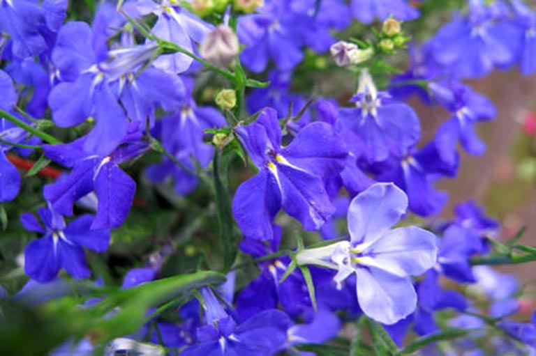 仿真樹.jpg 仿真樹