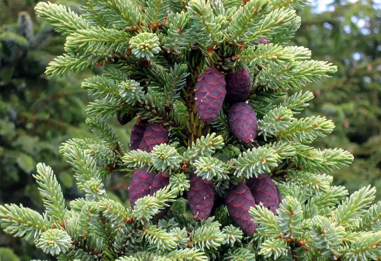 與松果的黑云杉的樹枝