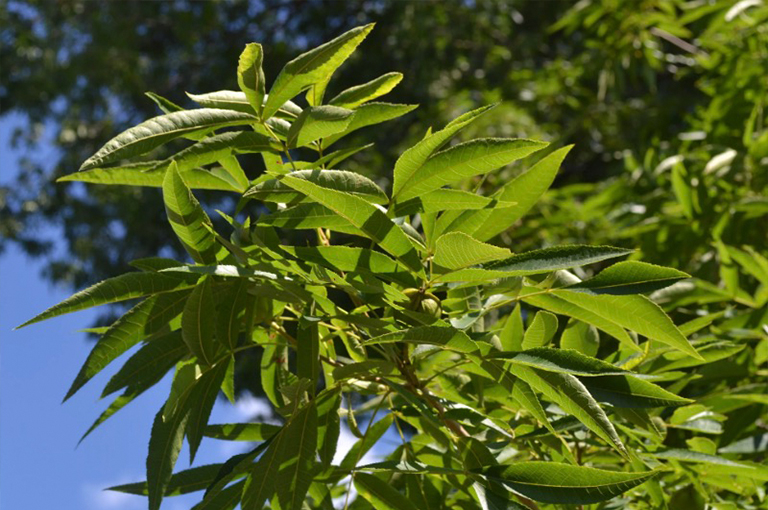 胡桃木山核桃與發(fā)展堅果的分支