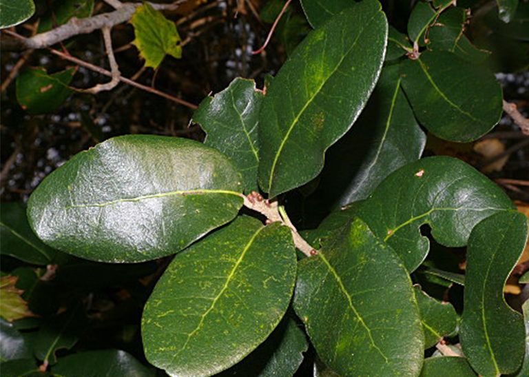 月桂樹(shù)橡樹(shù)葉，樹(shù)枝和堅(jiān)果