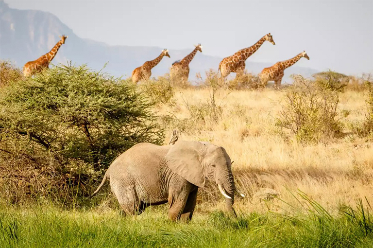 大象和長頸鹿在薩凡納