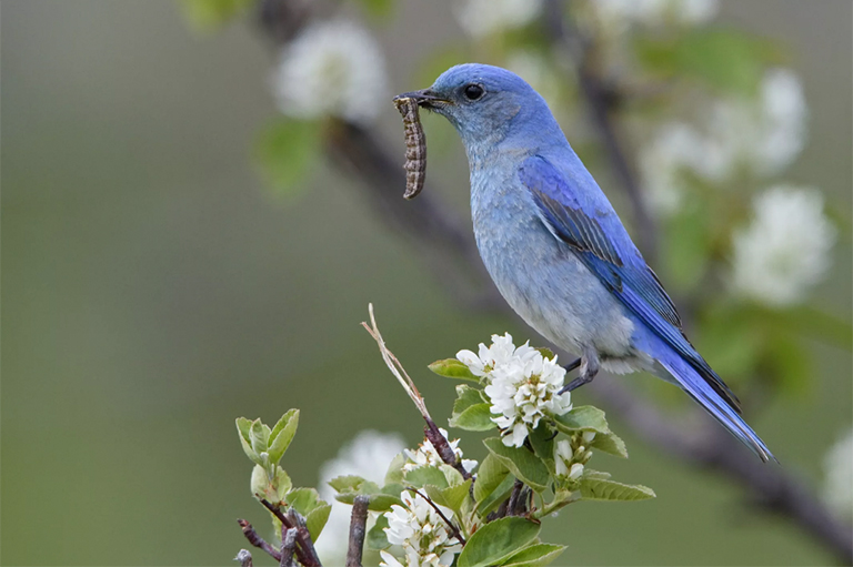 使喂鳥器和洗鳥盆遠離蝴蝶棲息地