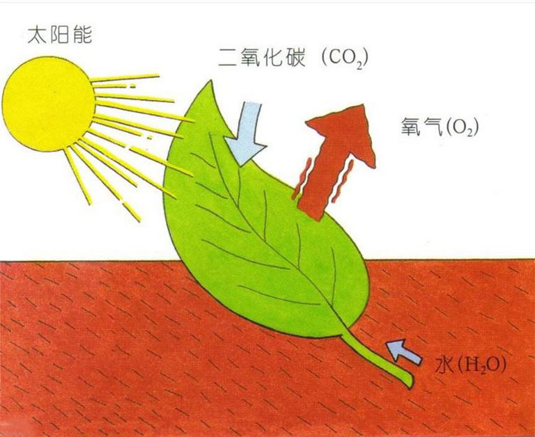 光合作用基礎學習指南