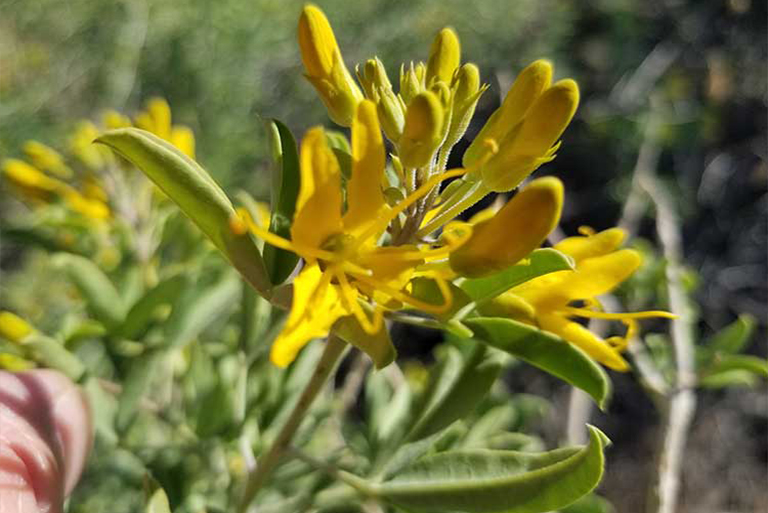 仿真樹.jpg 仿真樹