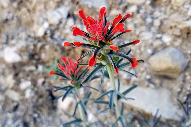 仿真樹.jpg 仿真樹