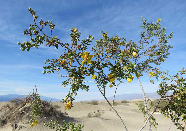 仿真樹.jpg 仿真樹