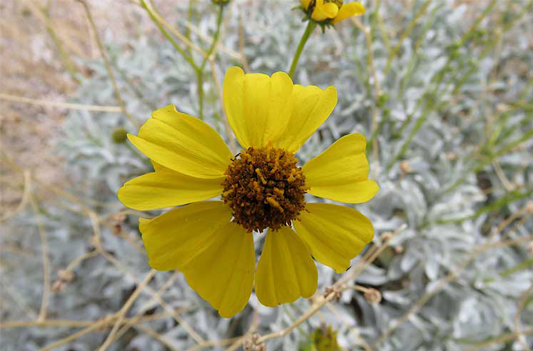 仿真樹.jpg 仿真樹