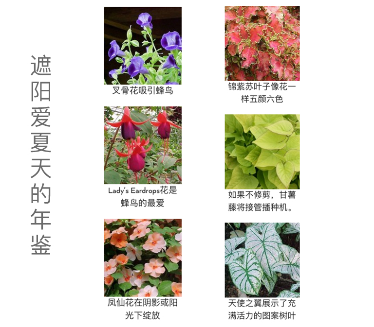 植物.jpg 植物