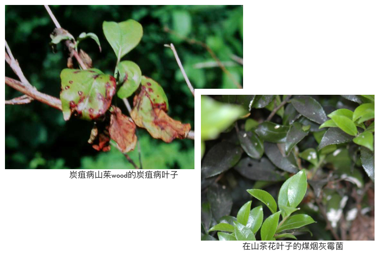 植物病害.jpg 植物病害