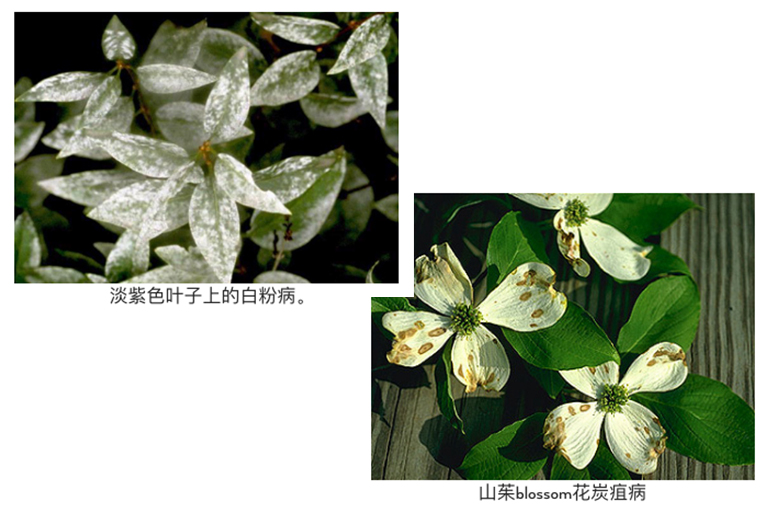 植物病害.jpg 植物病害