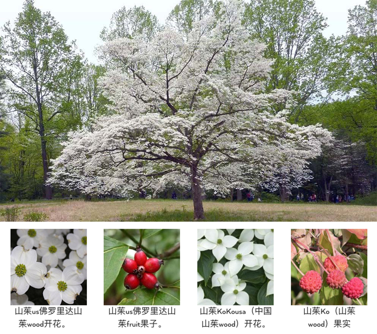 開花的樹木.jpg 開花的樹木