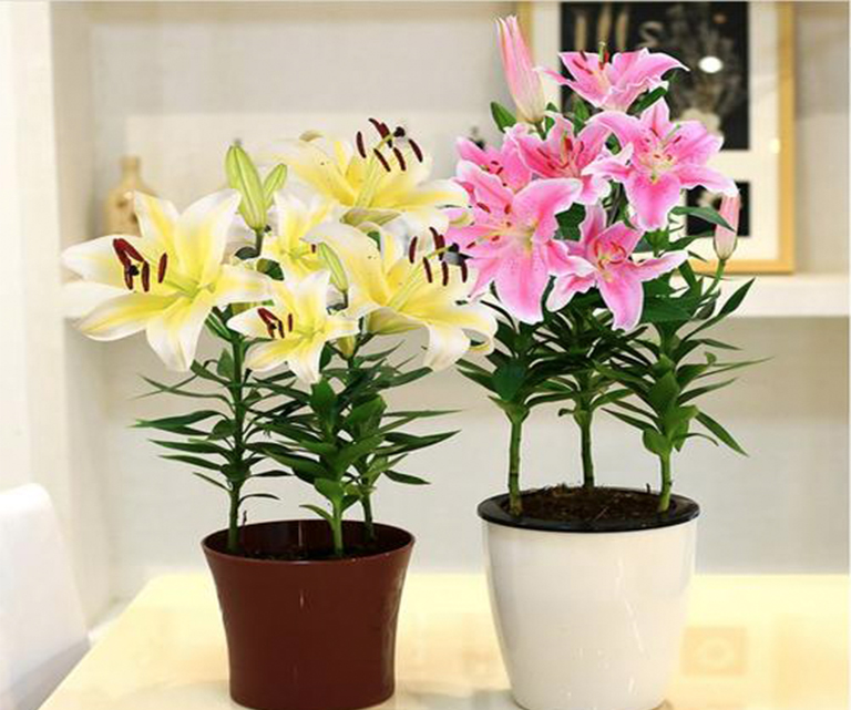 仿真樹.jpg 仿真樹