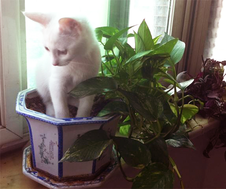 仿真樹.jpg 仿真樹