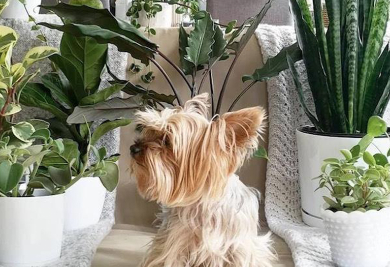 仿真樹.jpg 仿真樹